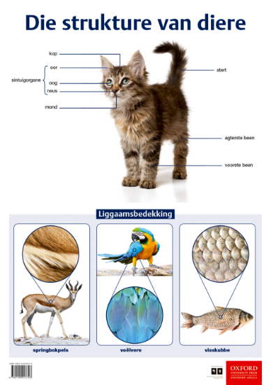 Picture of Die strukture van diere