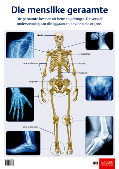 Picture of Die menslike geraamte