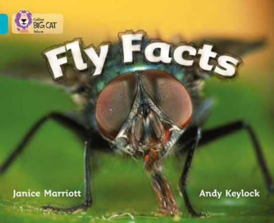 Picture of Fly Facts