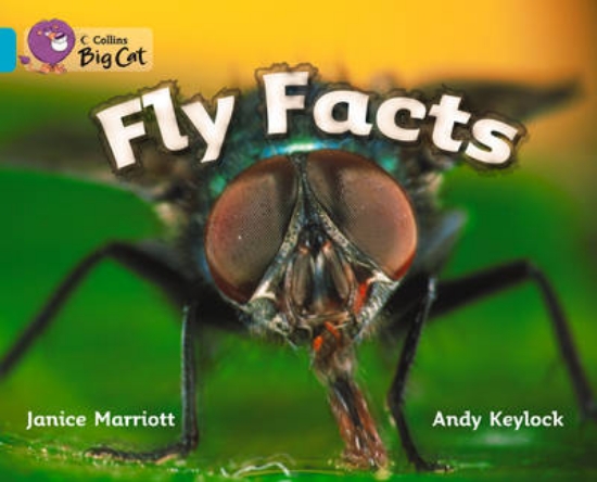 Picture of Fly Facts