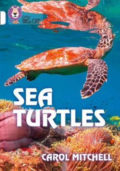 Picture of Sea Turtles