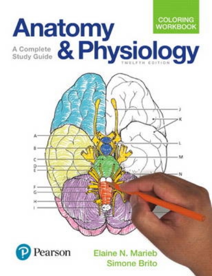 Picture of Anatomy and Physiology Coloring Workbook