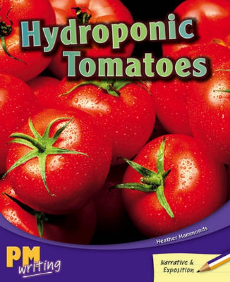 Picture of Hydroponic Tomatoes