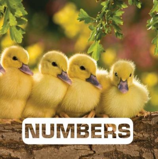 Picture of Numbers: Picture This