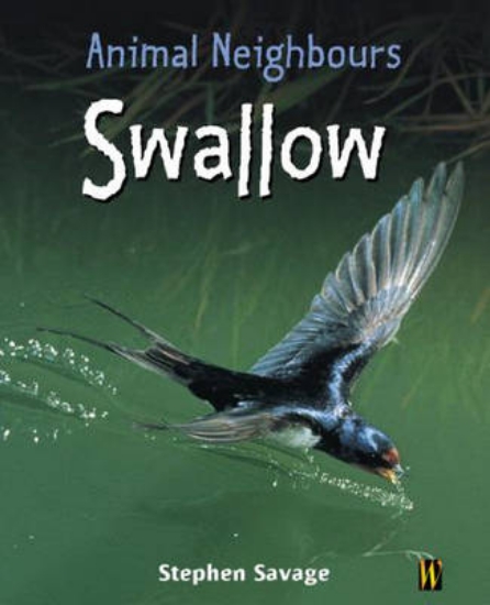 Picture of Animal Neighbours: Swallow