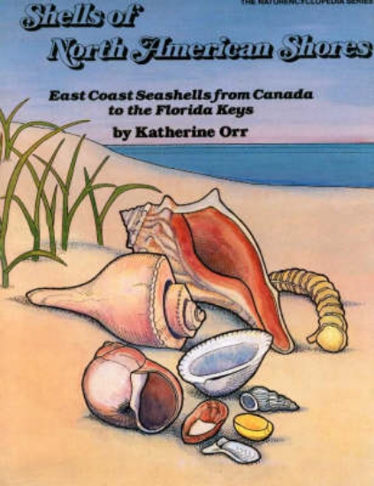 Picture of Shells of North American Shores