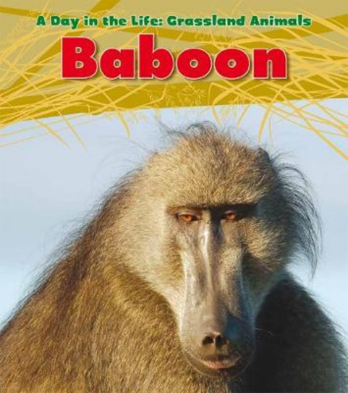 Picture of Baboon