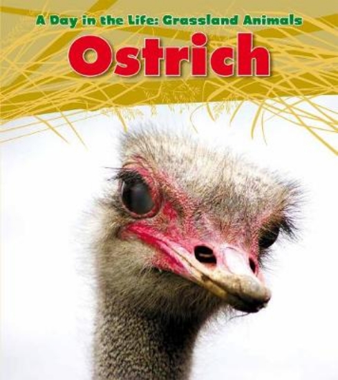 Picture of Ostrich