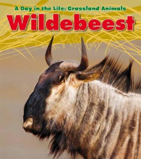 Picture of Wildebeest