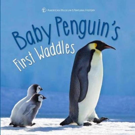 Picture of Baby Penguin's First Waddles