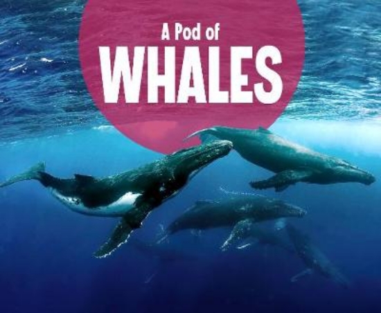 Picture of A Pod of Whales