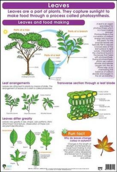 Picture of Leaves: Gr 4