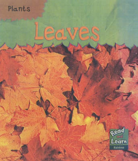 Picture of Leaves