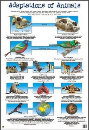 Picture of Adaptations of animals